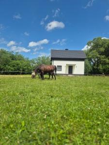 a horse grazing in a field in front of a house at Domek Ranczo Podkówka "przed" Bieszczady in Lipa +13 photos