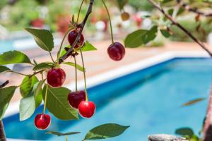 a bunch of cherries hanging from a tree next to a pool at Nature Grand Estate - Spacious Villa with Pool in Skopelos Town