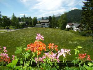 a bunch of flowers in a field of grass at Haus Barrett by MoniCare in Seefeld in Tirol