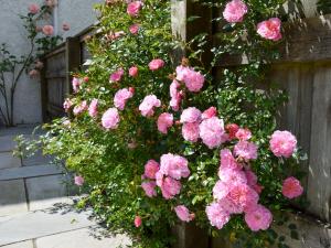 a bunch of pink flowers hanging from a fence at Sweet Briar - 8234 in Bridport