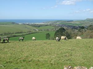 a herd of sheep grazing on a grassy hill at Farthings - 19292 in Bridport