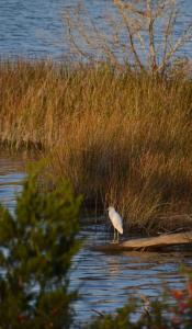 a white bird standing on a log in the water at Waterfront Home 3BR King bed Private Dock in Smyrna