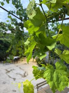 a close up of green leaves on a plant at The Hidden Orchard near Saranda in Delvinë