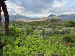 a view of a vineyard with mountains in the background at The Hidden Orchard near Saranda in Delvinë
