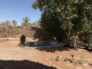 a small pool in a yard with a tree at Hobbit-Hole in Siwa in Siwa