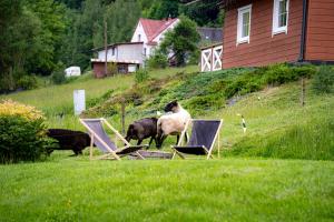 a group of sheep standing next to lawn chairs at Cudne Manowce in Wisła