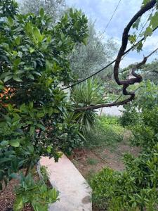 a tree that is leaning over a sidewalk at The Hidden Orchard near Saranda in Delvinë