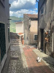 a cat sitting on a street in an alley at Casa Venusia in Alatri +6 photos