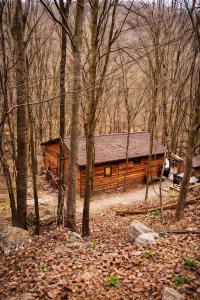 a log cabin in the middle of the woods at Cabana Manea Forest Hub in Topleţ