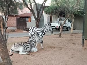 two zebras sitting in the dirt next to a tree at Lamenatseach 300 in Leeupoort