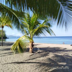 a palm tree on a sandy beach near the ocean at Tikanel in Schœlcher +1 photo