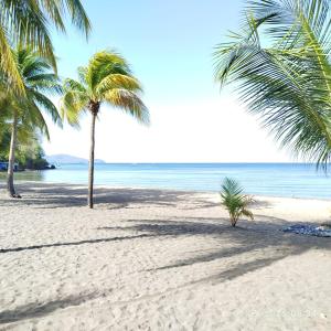 two palm trees on a sandy beach with the ocean at Tikanel in Schœlcher