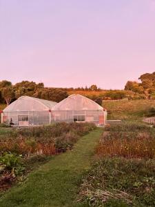 two large green domes in a field of grass at Slow Stay at Roebuck Farm in New Plymouth