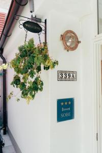 a potted plant hanging from a wall with a clock at Casa Segota in Veli Iž