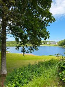 a view of a lake with a tree at Örkelljunga Hostel in Orkelljunga +6 photos
