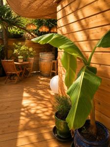 a plant in a pot on a wooden patio at Le Tiki Lodge in Fréjus +1 photo