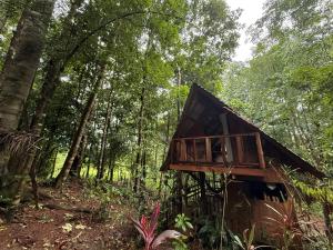 a small house in the middle of a forest at Entire Jungle Chalet Playa Ganadito in Drake