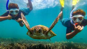 two people and a turtle swimming in the ocean at Ocean View Apartment Yeppoon in Yeppoon