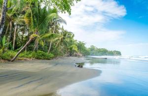 a beach with palm trees and the ocean at Casa Amarilla Caribbean Stay in Puerto Limón