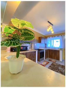 a potted plant sitting on a table in a kitchen at Nyali Glam Apartment in Mombasa