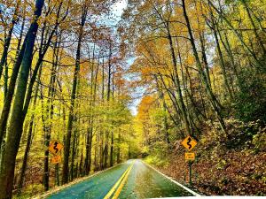 an empty road in the middle of a forest at The Raven in Cosby
