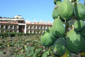 a bunch of green fruit on a tree in front of a building at Hotel Gran Rey in Valle Gran Rey