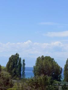 a group of trees with the ocean in the background at vzmorie apart in Bosteri