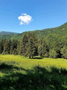 a field with green grass and trees in the background at il Bucaneve in Norcen +5 photos