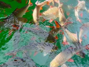 a group of fish swimming in the water at Keereethara chiewlarn in Ban Bang Kaeo