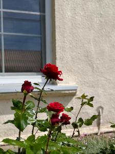 a group of red roses in front of a window at Butas Prie Kaštono in Nida +6 photos
