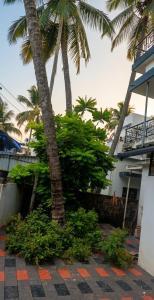 a palm tree sitting next to a building at Lazars homestay in Fort Kochi +8 photos