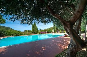 a large swimming pool with a tree next to it at Agriturismo Paradisa in Rio nellʼElba