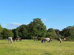 a group of horses grazing in a field at Natur & Ruhe in Worpswede