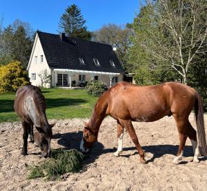 two horses eating grass in front of a house at Natur & Ruhe in Worpswede