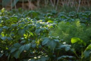 um jardim com plantas verdes e relva em Arcobaleno B&B em San Benedetto del Tronto