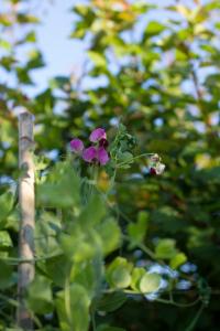 Gallery image of Arcobaleno B&B in San Benedetto del Tronto