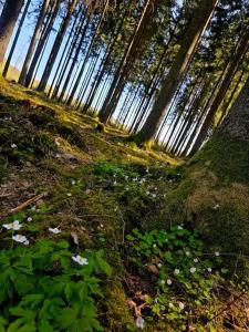 a forest with trees in the background with green plants at Kupolinis namelis Miško Pašvaistėje in Balneliškiai