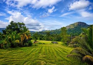 a field with palm trees and mountains in the background at Namali Guest House in Badulla