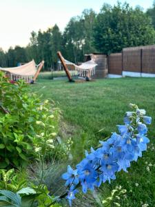a bunch of blue flowers in a yard with a playground at Brzozowa Polanka in Lipowiec Stary