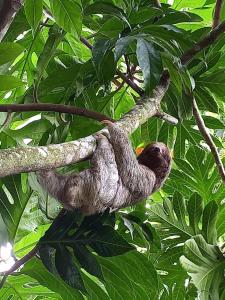 a three toed sloth hanging from a tree at Alma Vida Hotel in Manuel Antonio +76 photos