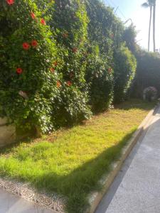 a row of bushes with grass and red roses at Belle Villa in Casablanca