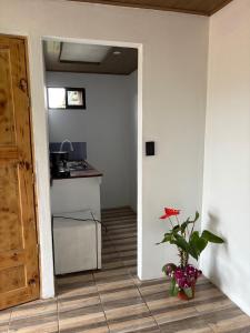 a kitchen with a counter and a plant in a room at Cabañas Casa Tucano in San Ramón