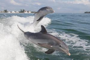 two dolphins playing in the water on a boat at Little EsCape in Matlacha