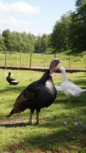 two birds and a goose standing in the grass at Domek v údolí in Božanov +6 photos