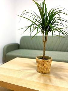 a potted plant sitting on top of a coffee table at Casa Cachú in Baiona +18 photos