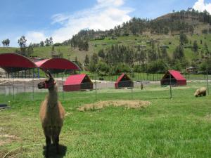 a goat standing in a field with red tents at Edén del Aliso in Santa Barbara