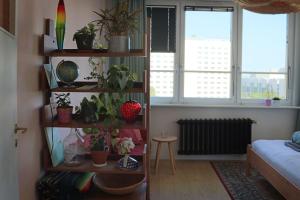 a room with a book shelf with potted plants at Kwiat Paproci Design Apartment Gdynia in Gdynia