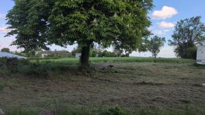 a dog sitting under a tree in a field at Au soleil in Virac