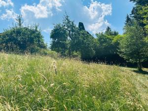 a field of tall grass with trees in the background at Schlaffass im Apfelhain in Hohenraunau +6 photos