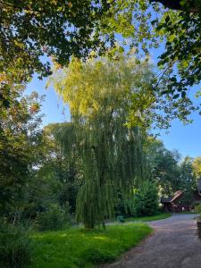 a weeping willow tree on the side of a road at The Wicket Cottage in Burlescombe